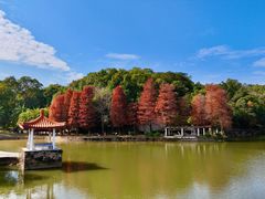 -深圳仙湖植物园