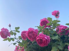 -南湖国家城市湿地公园