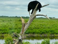 -黑瞎子岛探秘野熊园