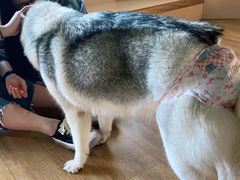 -Husky Go! 哈士奇体验馆·宠物咖啡厅狗咖