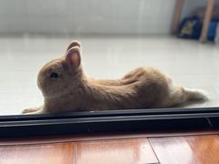 -爱侣宠医·鹦鹉专科·小型哺乳类·异宠专科(灵石路店)