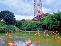 -芽庄珍珠岛游乐园