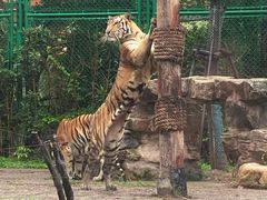 -上海野生动物园老虎餐厅