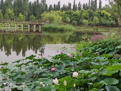 -东郊湿地公园