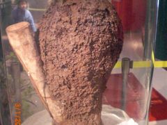 -上海昆虫博物馆