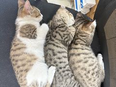 -宠颐生宠物医院·异宠猫科内科·诊疗中心宠巢店