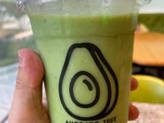 -油梨树AVOCADO TREE(望京店)