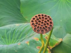 -哈尔滨大剧院