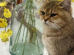 -共舞时光猫咖·狗咖(新街口店)