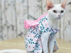 -楼上猫咖(罗湖店)
