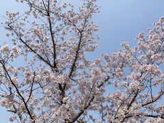 -顾村公园