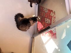 -豆逗聊愈猫阁Easy Life
