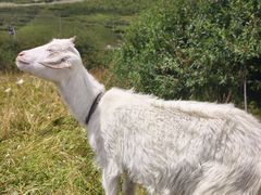 -佘记全家福芋儿鸡(向阳街总店)