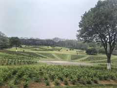 -宜兴龙背山森林公园