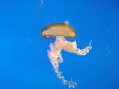 -太平洋海底世界