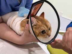 -艾吉宠物医院·疑难杂症转诊中心·猫友好(碧江路院)