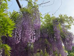 -嘉定紫藤园