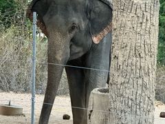 -清迈夜间动物园