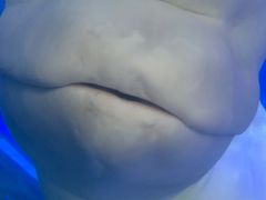 -泉城欧乐堡海洋极地世界