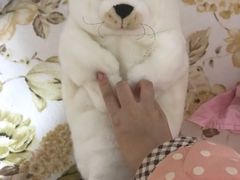 -大连圣亚海洋世界