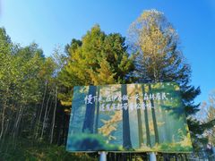 -汤旺河林海奇石景区