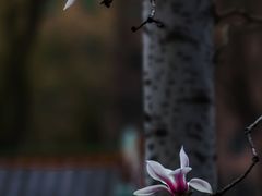 -碑林公园