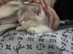 -东方名猫馆·英短金渐层布偶猫舍(环线广场1号楼店)