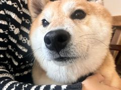 -是阿柴呀！柴犬咖啡·爱喵喵猫咖