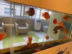 -杭州贝瑞斯美华妇儿医院·早孕·产检·儿科