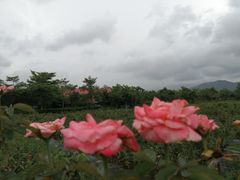 -亚龙湾国际玫瑰谷