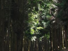 -山王坪喀斯特国家生态公园