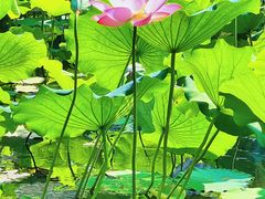 -荔湾湖公园