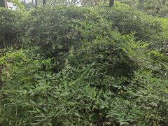 -黄兴公园