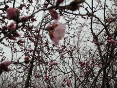 -桃花堤公园