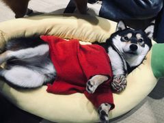 -逗柴咖啡屋·狗咖猫咖宠物桌游