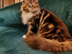 -猫大福·Fortune Cat猫舍(百子湾店)