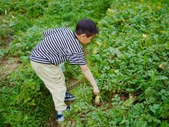 -前小桔亲子创意农场·草莓采摘·露营烧烤