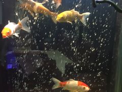 -浩运·海鲜青岛菜·海胆水饺(石老人店)