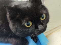 -纳吉亚猫专科动物诊疗中心(蒋宅口分院)