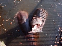 -海南热带野生动植物园