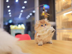 -柚子猫舍·精品猫舍购猫·猫咪认养·购宠·宠物店