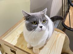 -豆逗聊愈猫阁Easy Life
