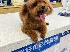 -芭比堂动物医院·24小时·眼科中心(深圳中心)