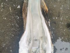 -十四涌水产中心