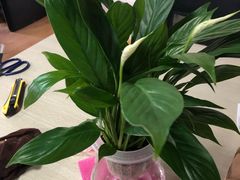 -金科花卉市场