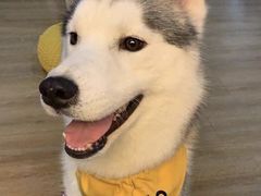 Prado-Husky Go! 哈士奇体验馆·宠物咖啡厅狗咖