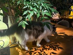 -咖法森林·咖啡  酒吧(天河店)