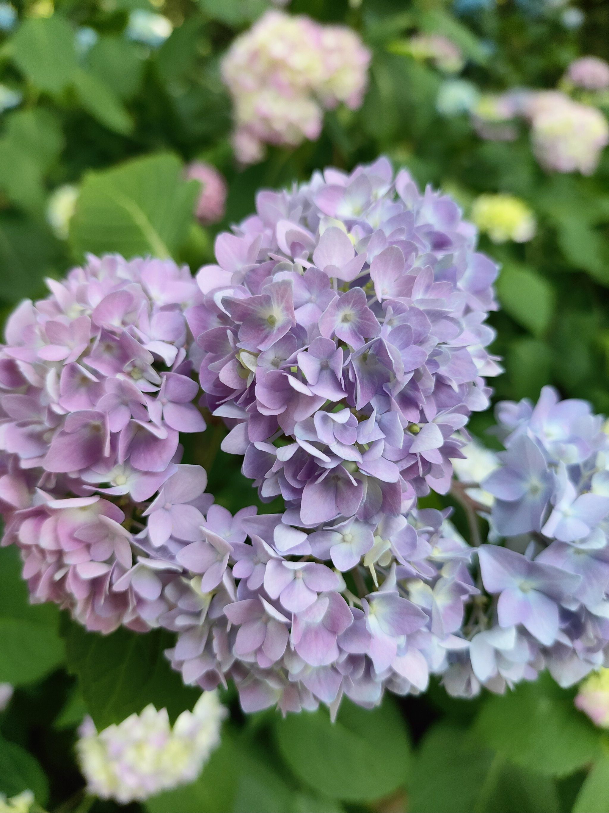 怪杀芳心春历乱,卷帘谁向月中看