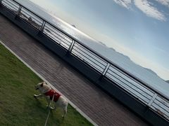 -野狸岛