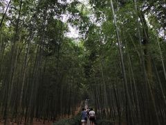 -大奇山国家森林公园